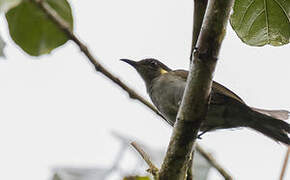 Puff-backed Honeyeater