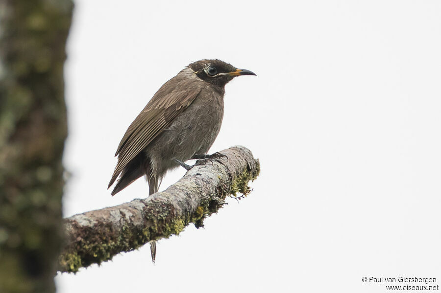 Bridled Honeyeateradult