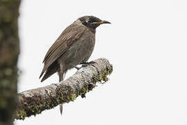 Bridled Honeyeater