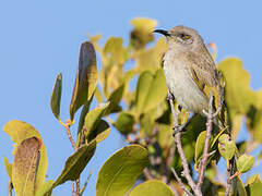 Brown Honeyeater