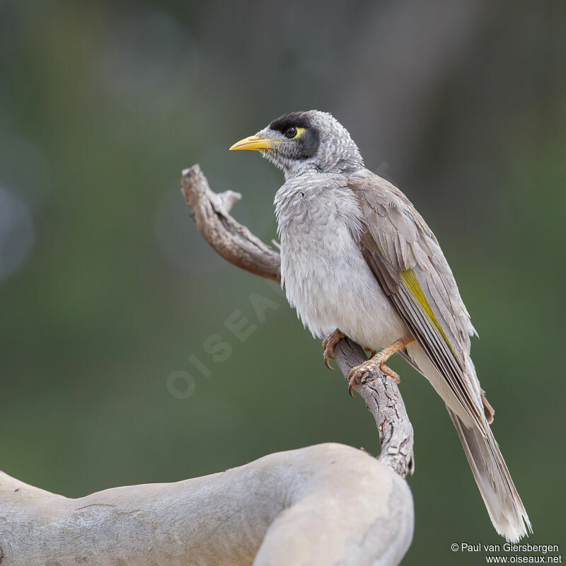 Noisy Miner