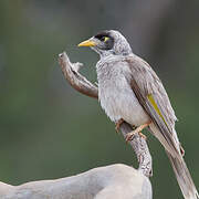 Noisy Miner