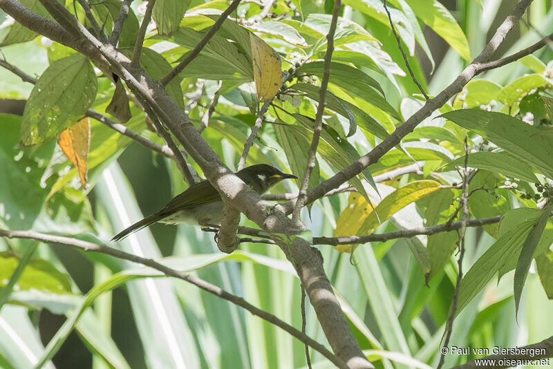 Scrub Honeyeateradult