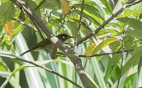 Scrub Honeyeater