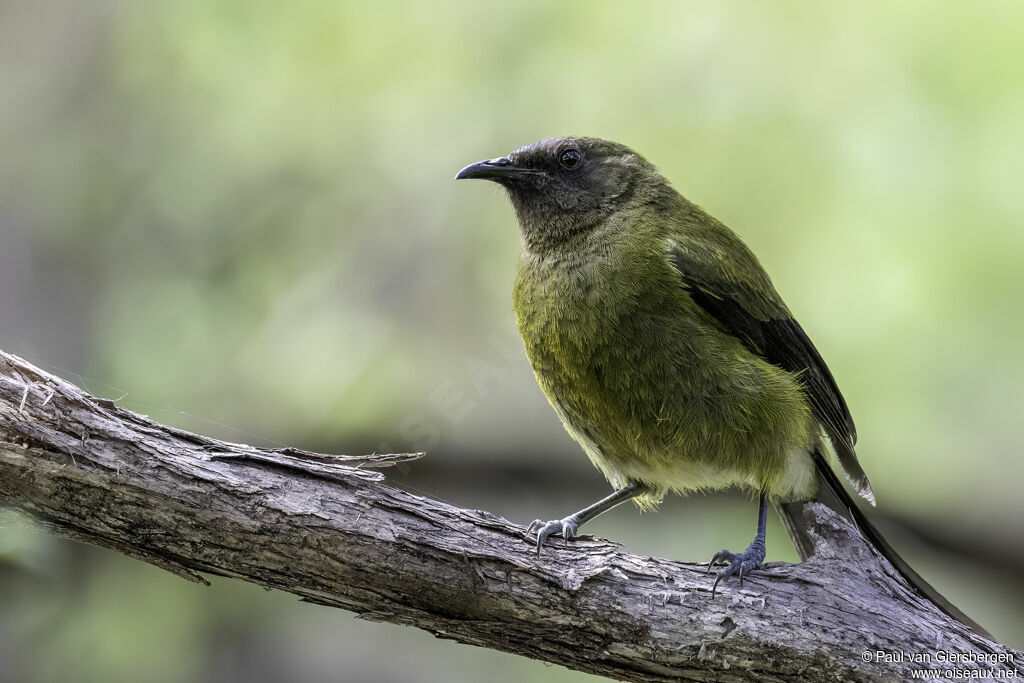 New Zealand Bellbirdadult