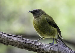 New Zealand Bellbird