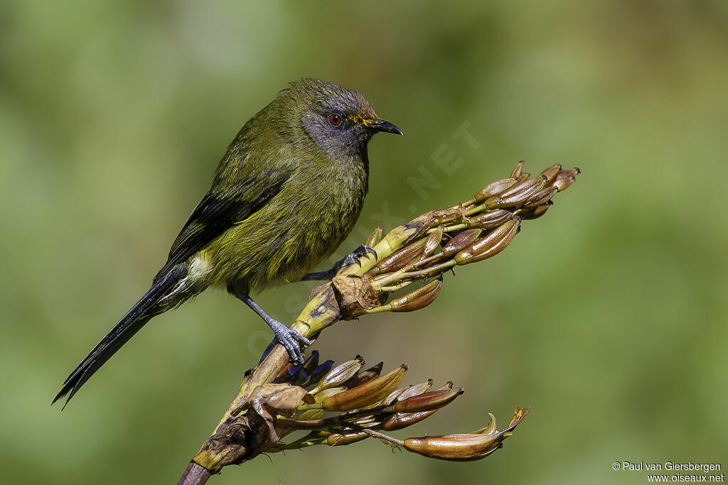 New Zealand Bellbirdadult