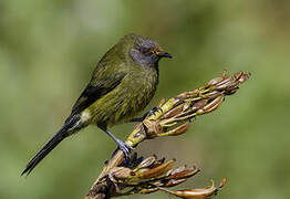 New Zealand Bellbird