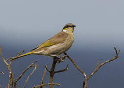 Singing Honeyeater