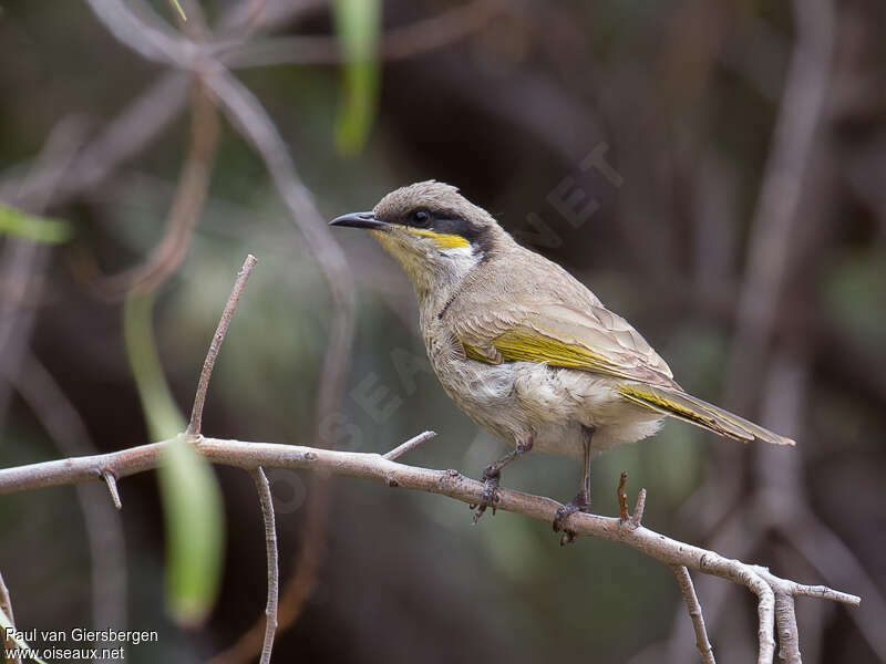 Singing Honeyeateradult, identification