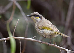 Singing Honeyeater