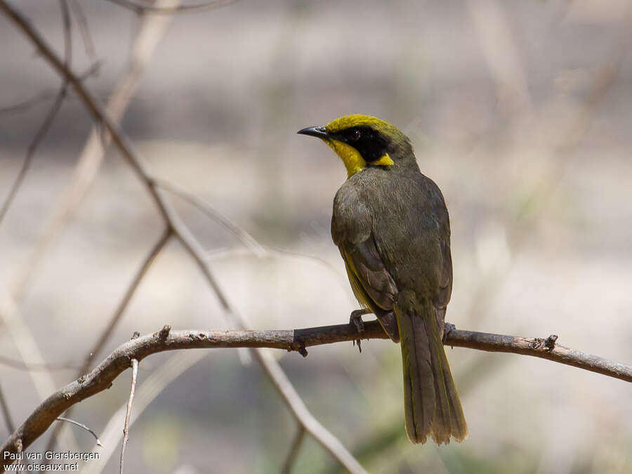 Yellow-tufted Honeyeateradult