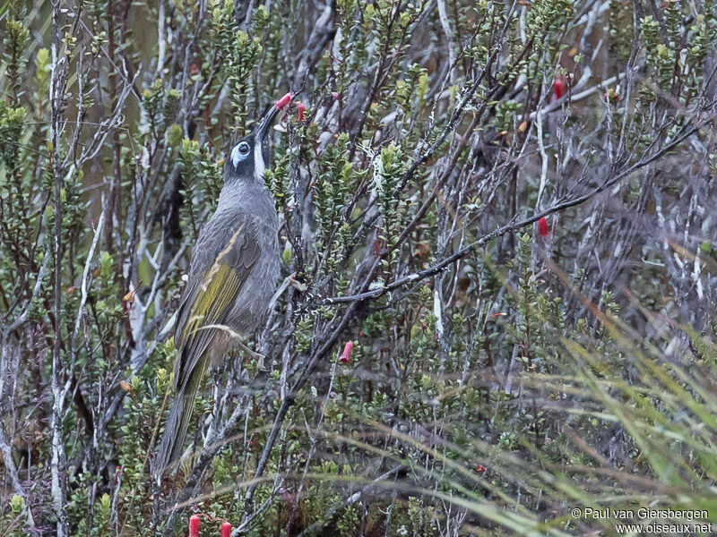 Belford's Melidectes