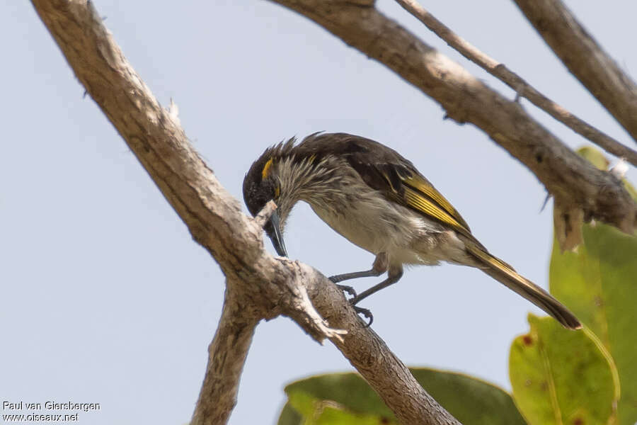 White-streaked Honeyeateradult