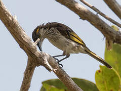 White-streaked Honeyeater