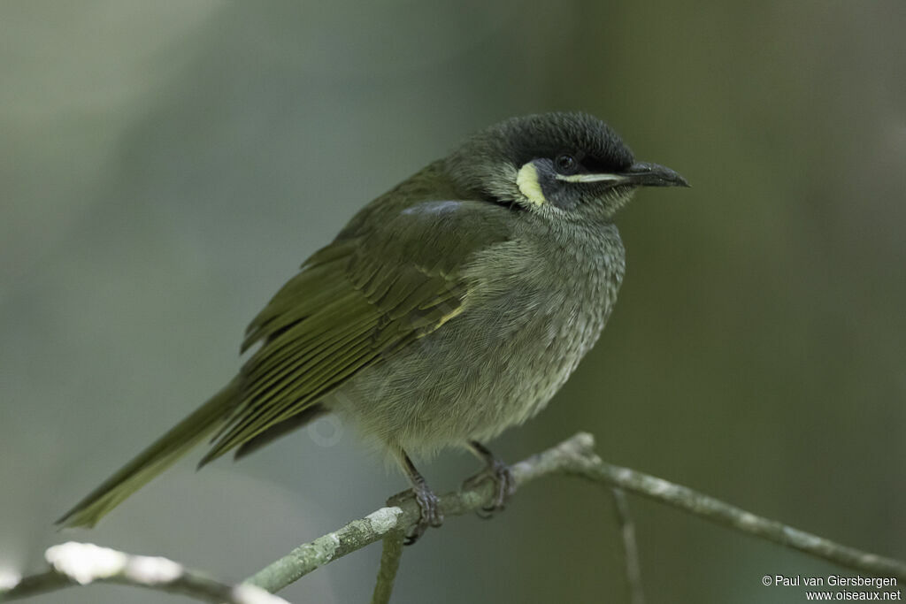 Lewin's Honeyeateradult