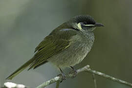 Lewin's Honeyeater