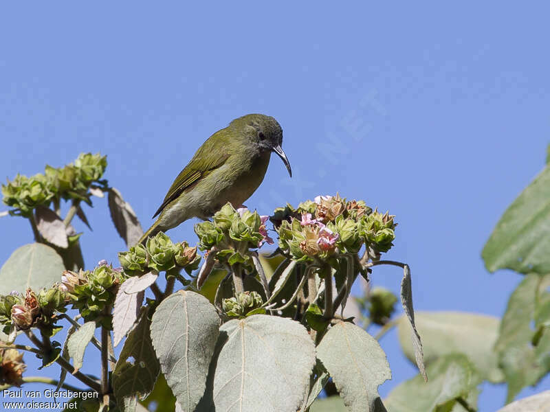 Scaly-crowned Honeyeater