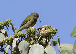 Scaly-crowned Honeyeater