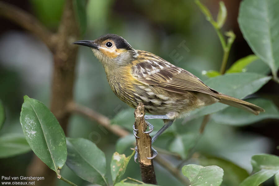 Macleay's Honeyeateradult, identification