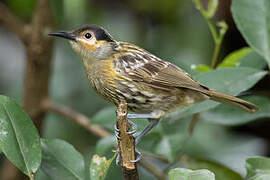 Macleay's Honeyeater