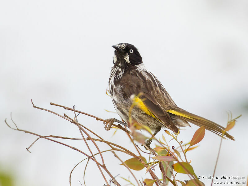 New Holland Honeyeater