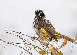 New Holland Honeyeater