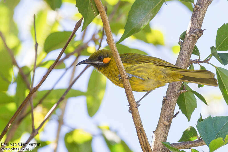 Flame-eared Honeyeateradult, identification