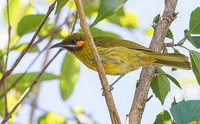 Flame-eared Honeyeater