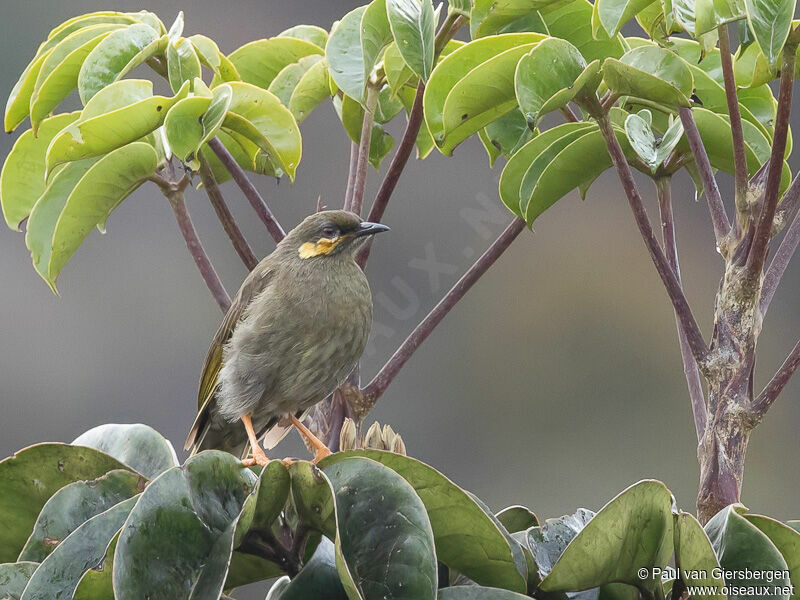 Orange-cheeked Honeyeateradult