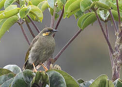 Orange-cheeked Honeyeater