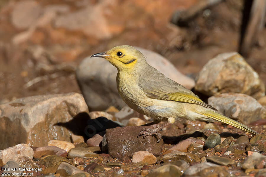 Yellow-tinted Honeyeateradult, identification