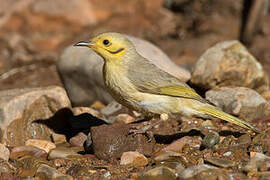 Yellow-tinted Honeyeater