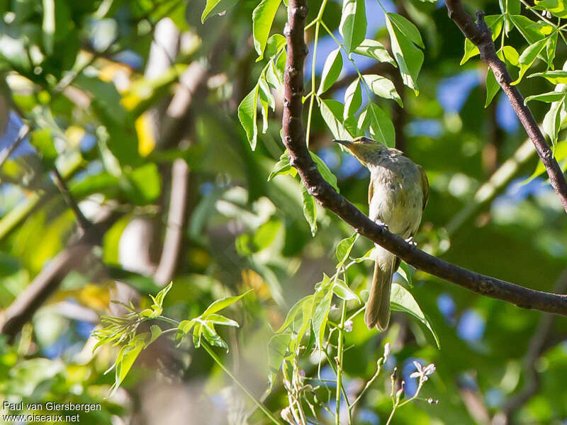 Indonesian Honeyeateradult