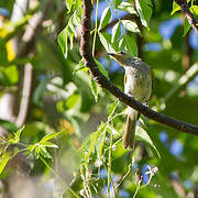 Brown Honeyeater (limbata)