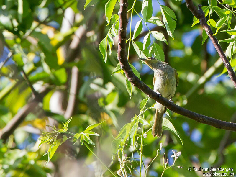 Indonesian Honeyeater