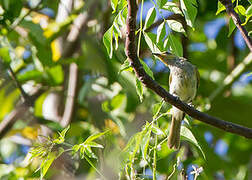 Brown Honeyeater (limbata)