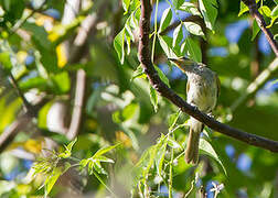 Indonesian Honeyeater