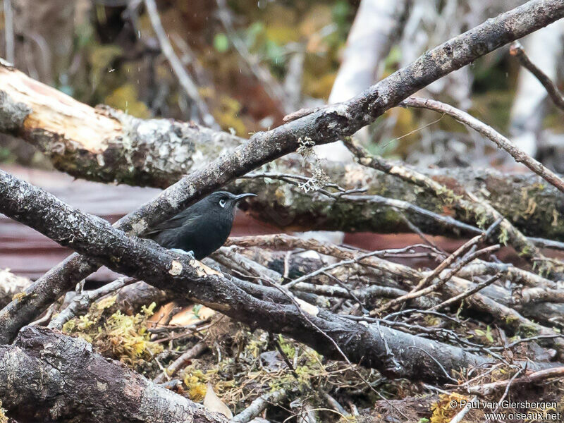 Sooty Honeyeater