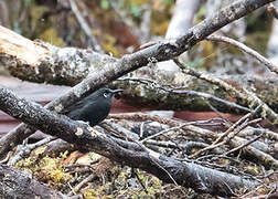 Sooty Honeyeater