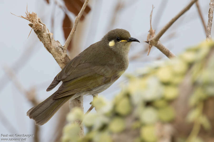 Graceful Honeyeateradult