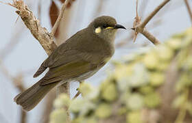 Graceful Honeyeater