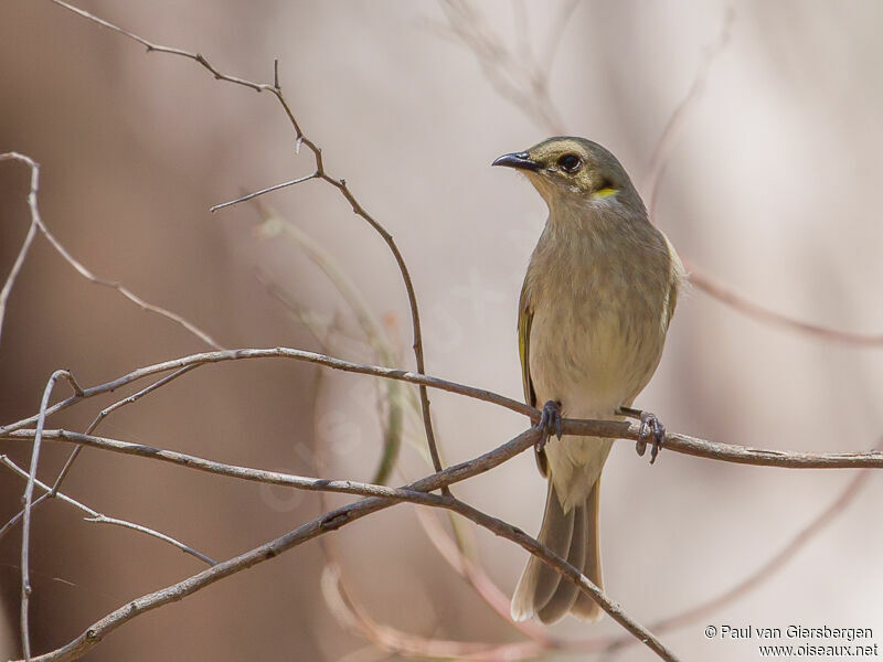 Fuscous Honeyeater