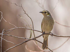 Fuscous Honeyeater