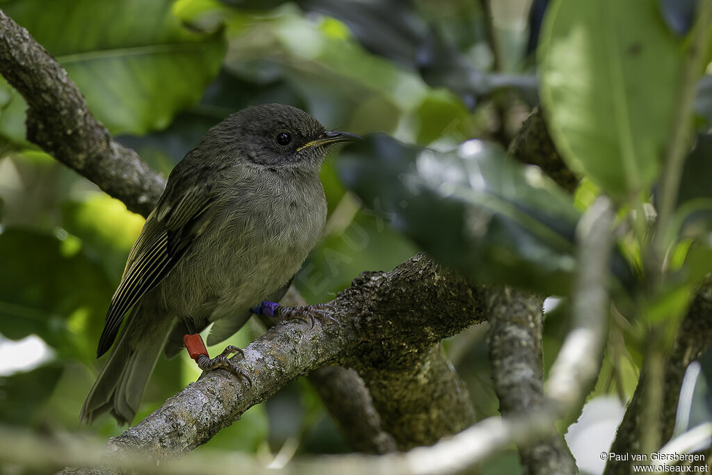 Stitchbirdjuvenile