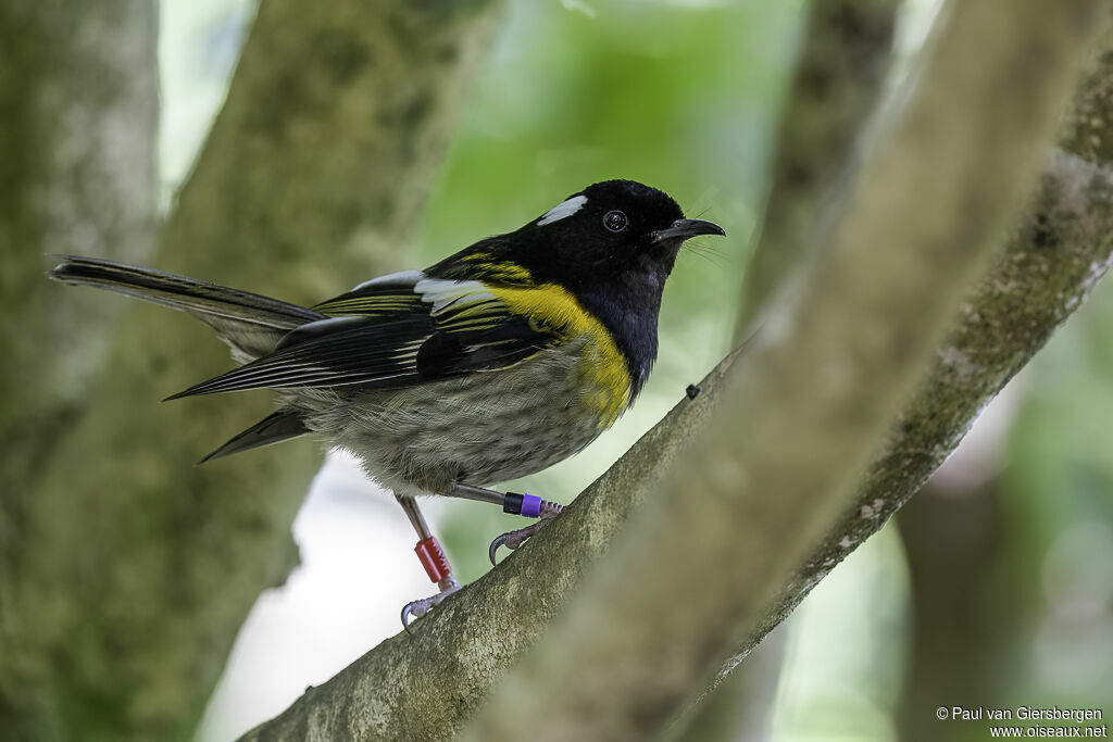 Stitchbird male adult