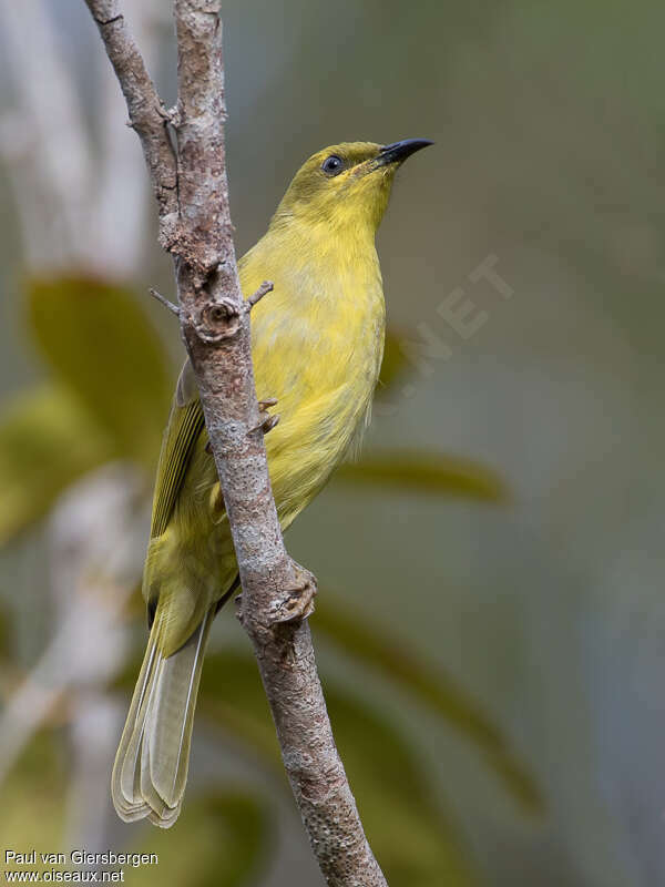 Yellow Honeyeateradult, identification