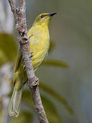 Yellow Honeyeater