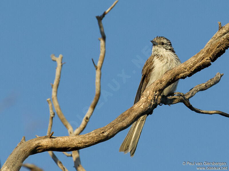 Striped Honeyeater