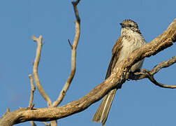 Striped Honeyeater